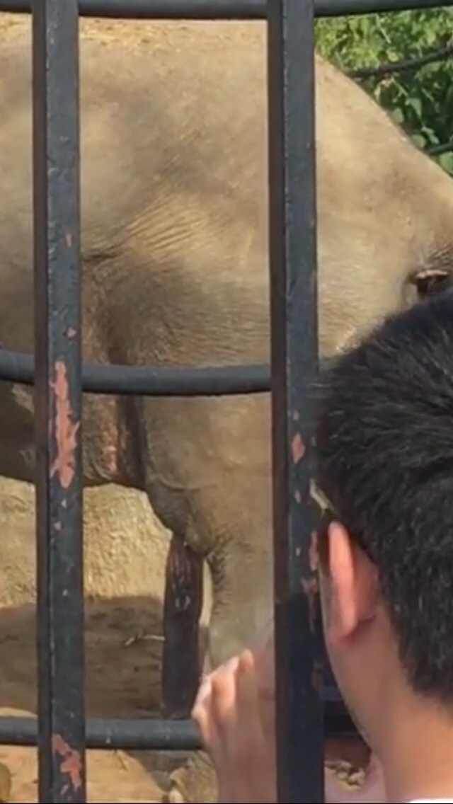 Слон 18+ — Lada Granta