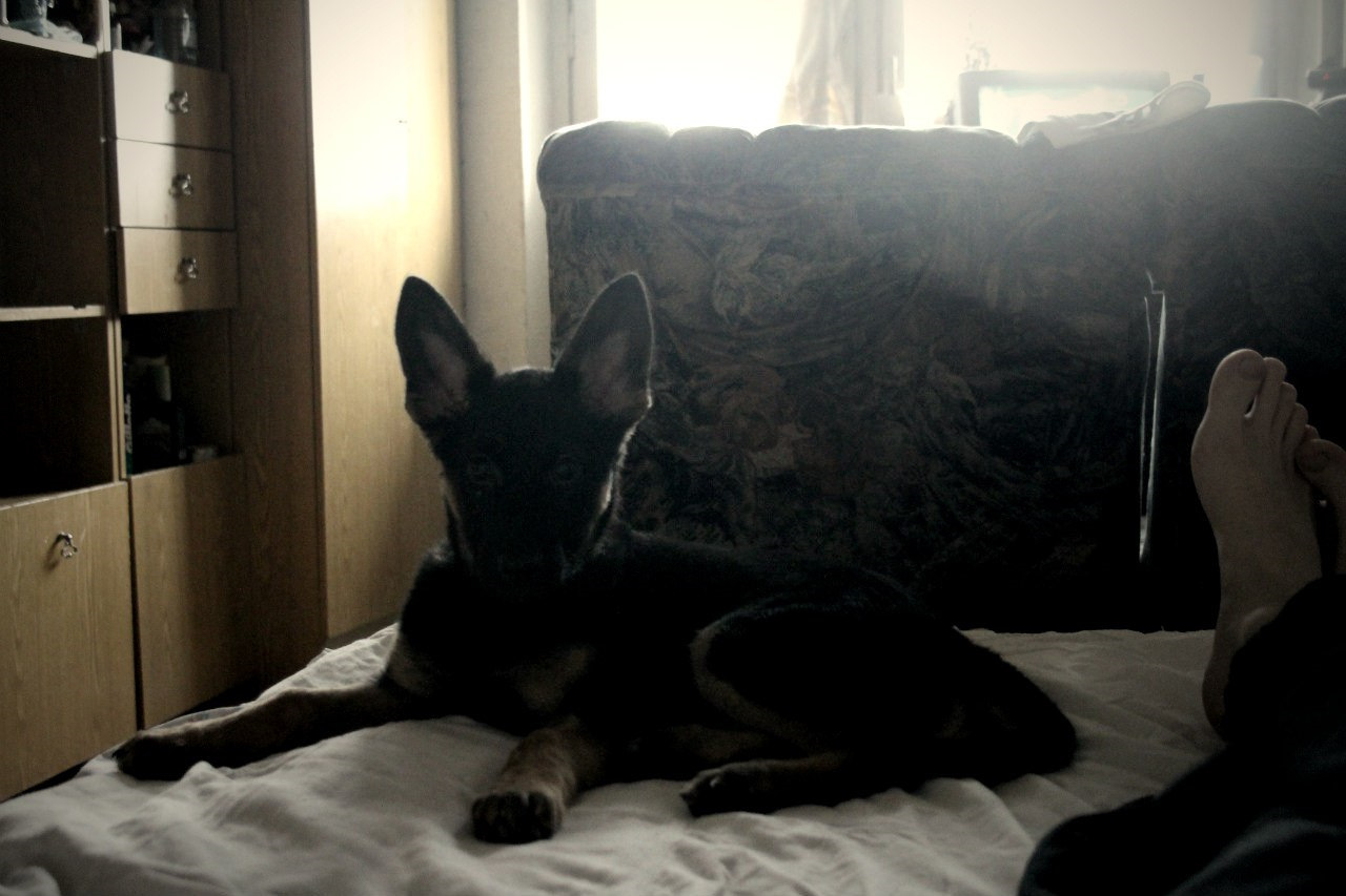 Как правильно готовить собаку к выставке