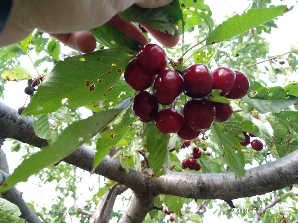 Фото в бортжурнале Honda CR-V (RE)