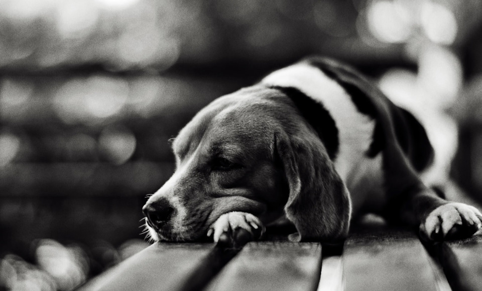 Фото в бортжурнале Volkswagen Tiguan (2G)