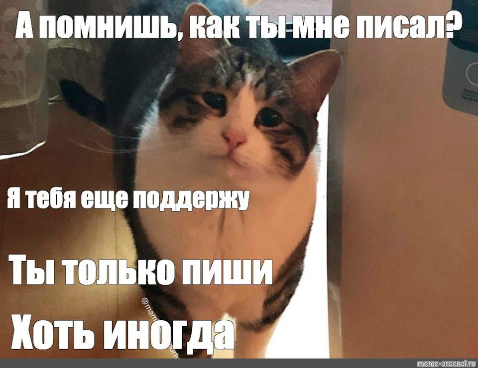 У нас есть котик. Кот Мем. Ты пиши хоть иногда кот. Пиши хоть иногда Мем.