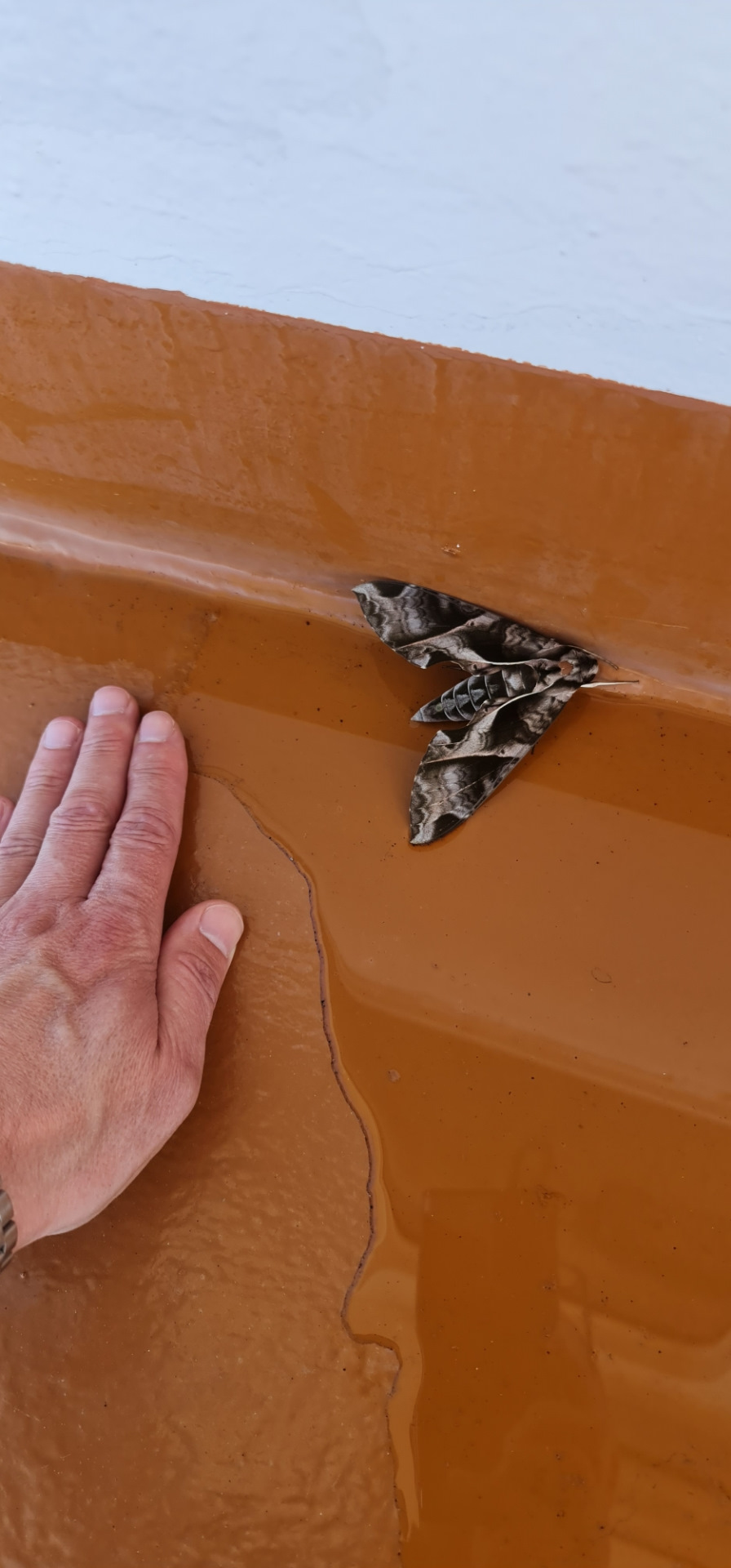 Ночные Красавицы Амазонки.?? — DRIVE2