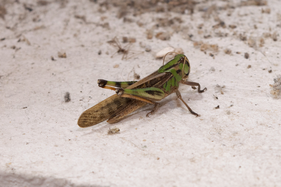Местное животное внимательно следило за процессом с подоконника окна в гараже — BMW 6 series (E63)