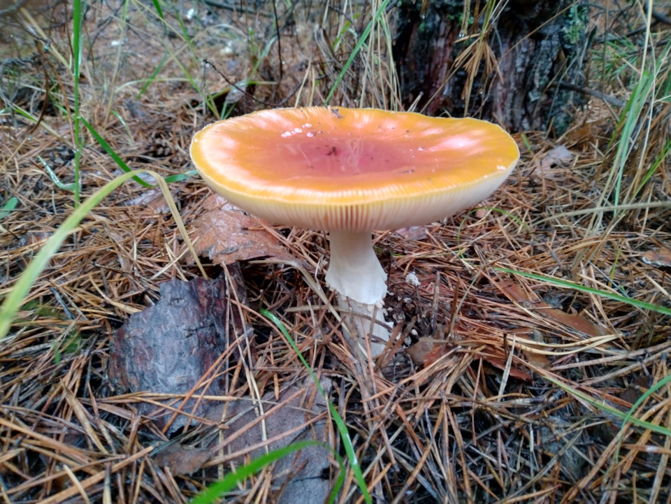 Фото в бортжурнале УАЗ Patriot