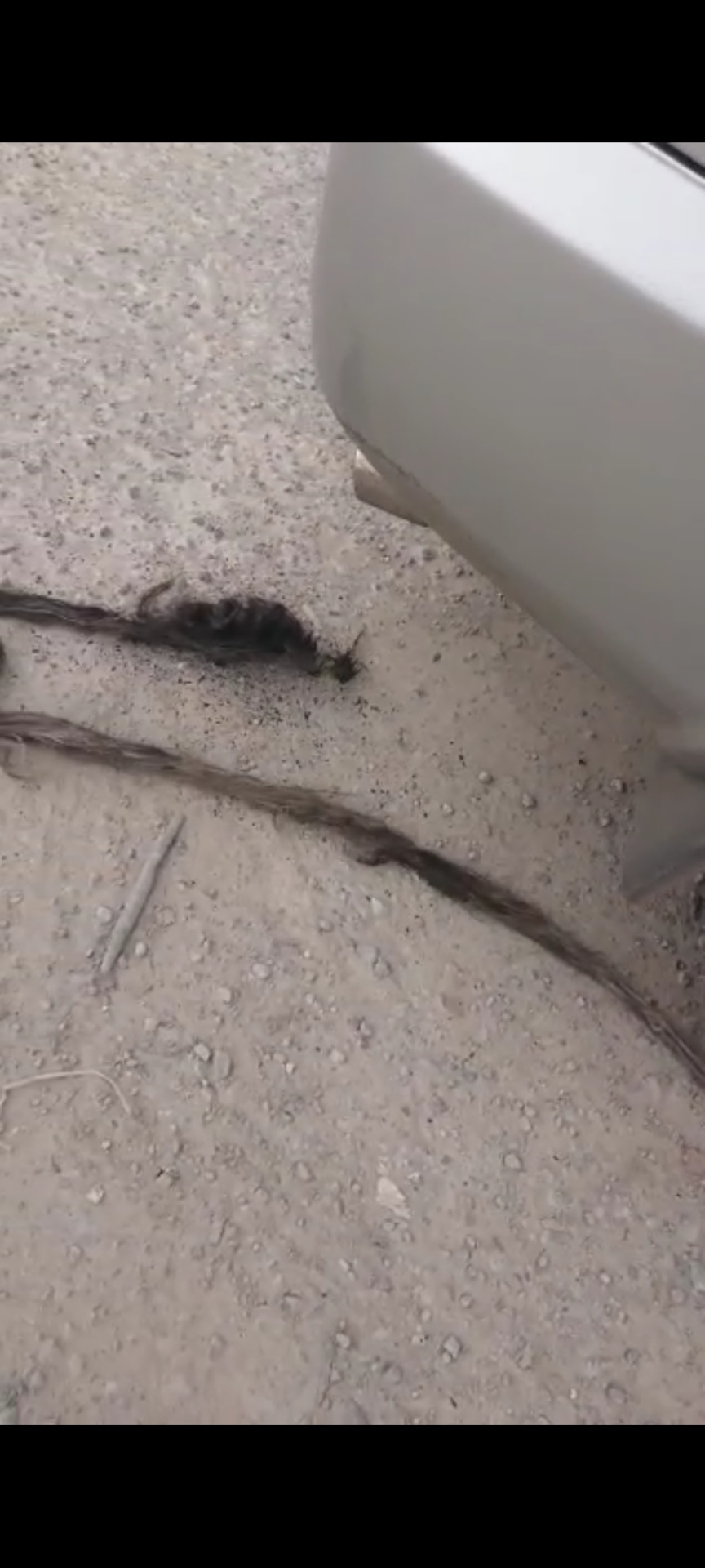 Рапунцель в выхлопной трубе))) — Nissan X-Trail I (t30), 2,5 л, 2005 ...