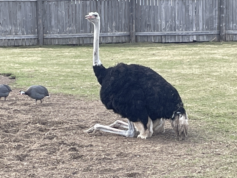 Фото в бортжурнале Toyota Land Cruiser 100