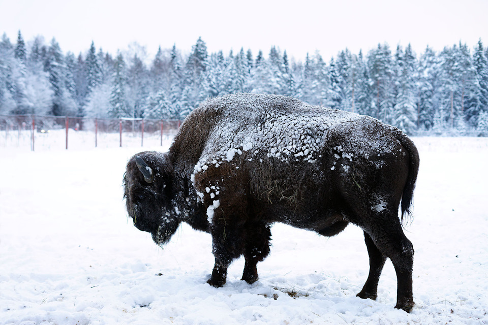 17 зимних развлечений в Петербурге и области: катки, лыжи, хаски, снегоходы 60 Катки с искусственным льдом работают до +10°C — больше никаких отмен из-за оттепели. В этом сезоне 17 проверенных мест: от ледяных троп через сосновый лес до снегоходов по Ладоге. Цены стартуют от 300₽, но на популярных площадках бронь онлайн стала обязательной.