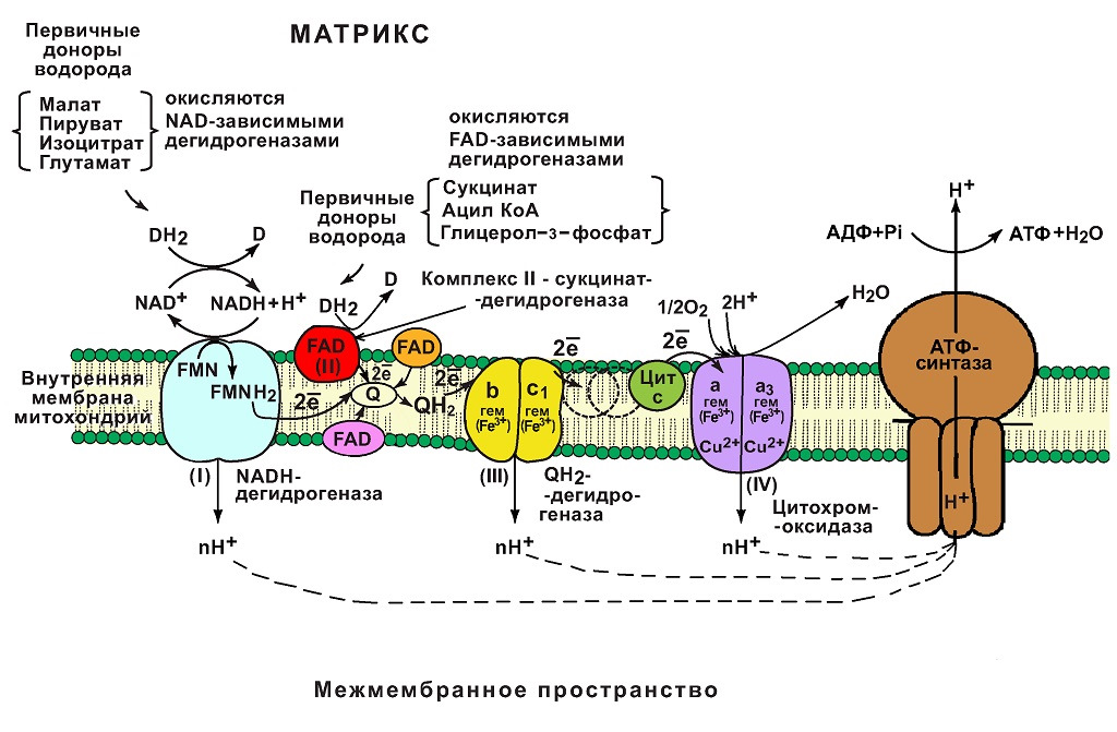 Энергетический обмен в митохондриях рисунок