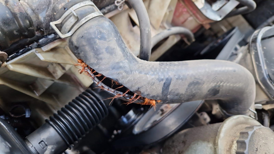 Запись #11. Лопнул патрубок радиатора — Lexus GS (JZS160), 3 л, 1998 ...