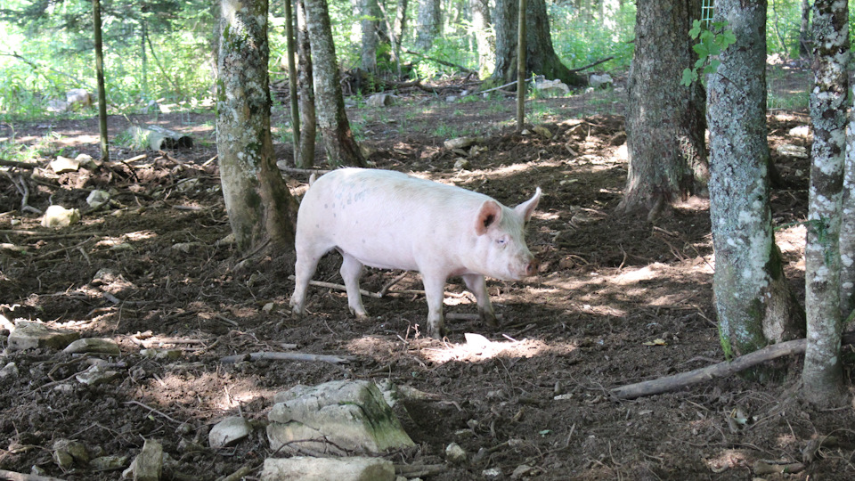 Надо думать, что бекон в ресторане свежайший :) — Audi A4 (B9)