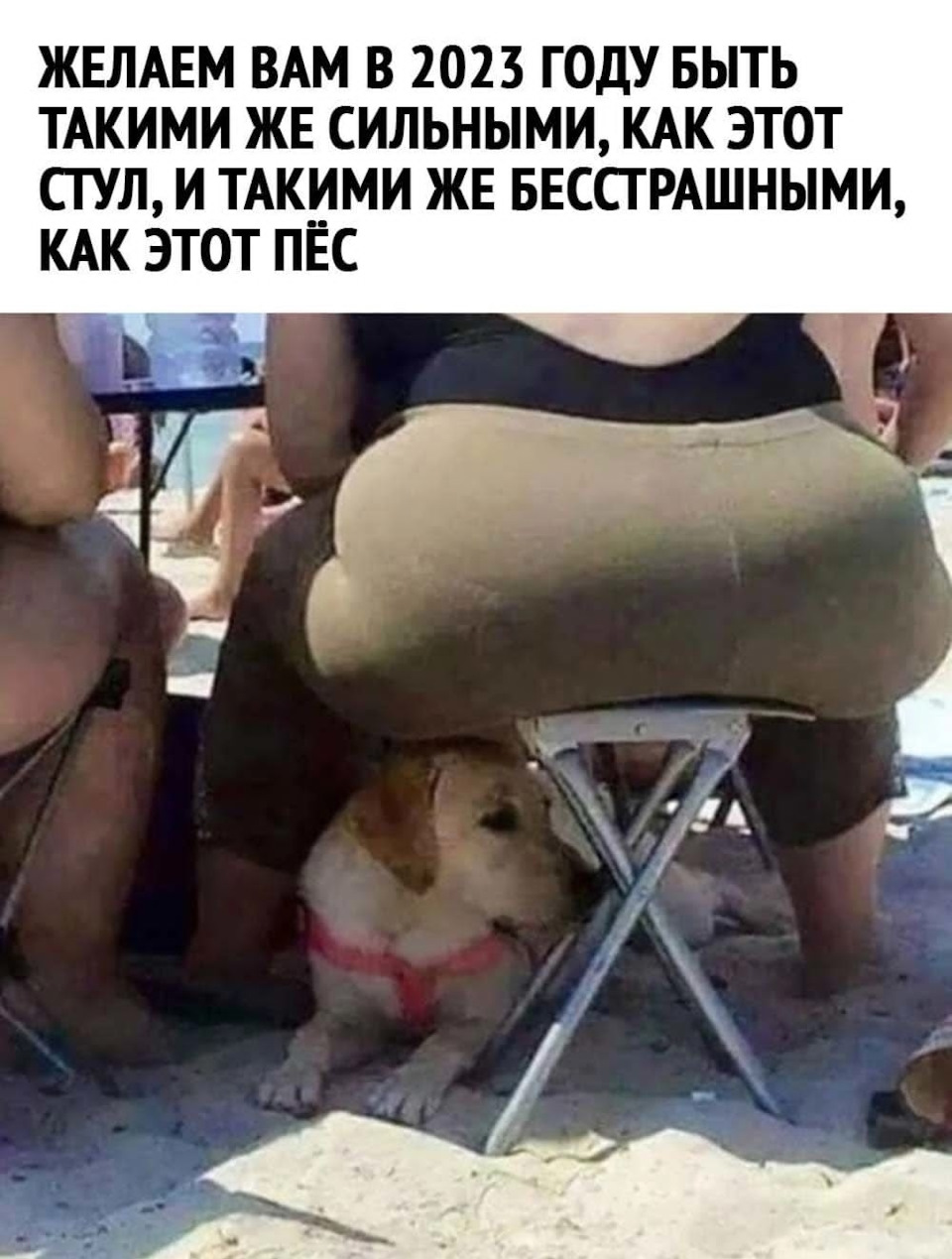 Мем собака сидит на стуле