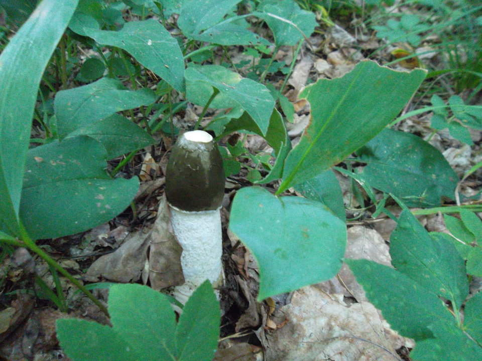 Лампы, лампочки… — Lada Ларгус, 1,6 л, 2017 года | расходники | DRIVE2