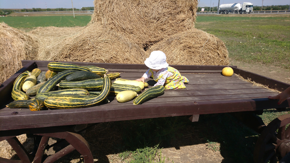 Самый главный пассажир на привале в Краснодарском крае развлекается с бахчей — Lada Vesta SW Cross (1G)