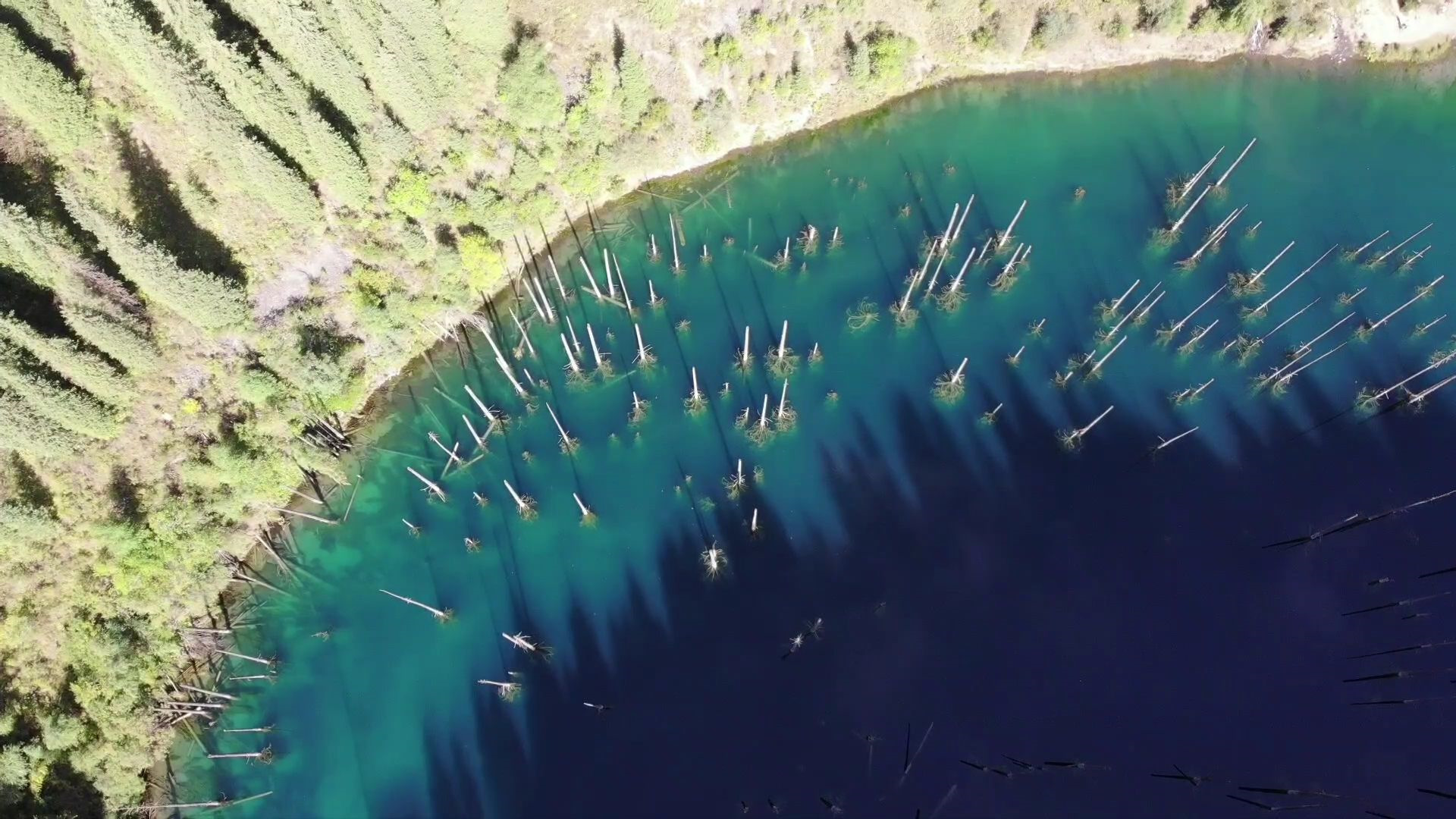 Синявинское озеро Янтарный лес подводный