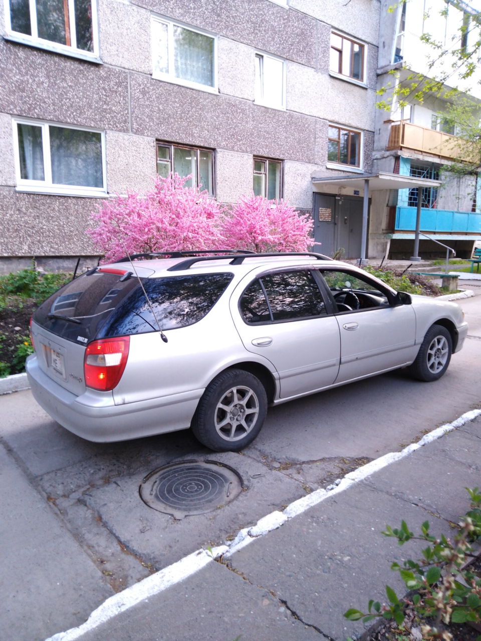 Как дома в Японии побывал patsan) На фоне цветущей сакуры. — Nissan Cefiro  Wagon, 2,5 л, 1998 года | наблюдение | DRIVE2