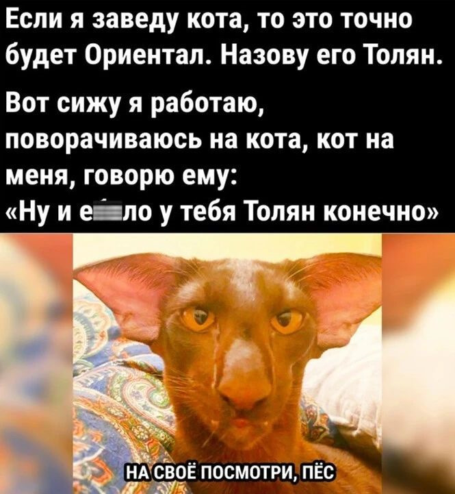 Мем с котом ориенталом