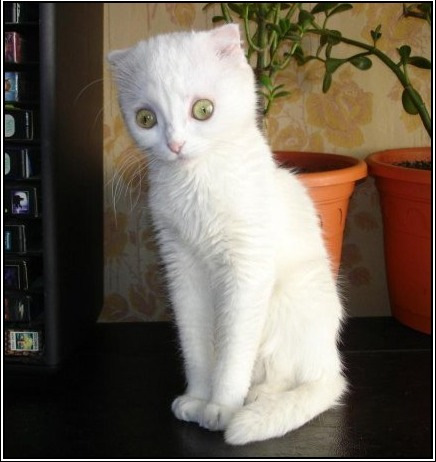 Фото в бортжурнале Lada 4x4 3D