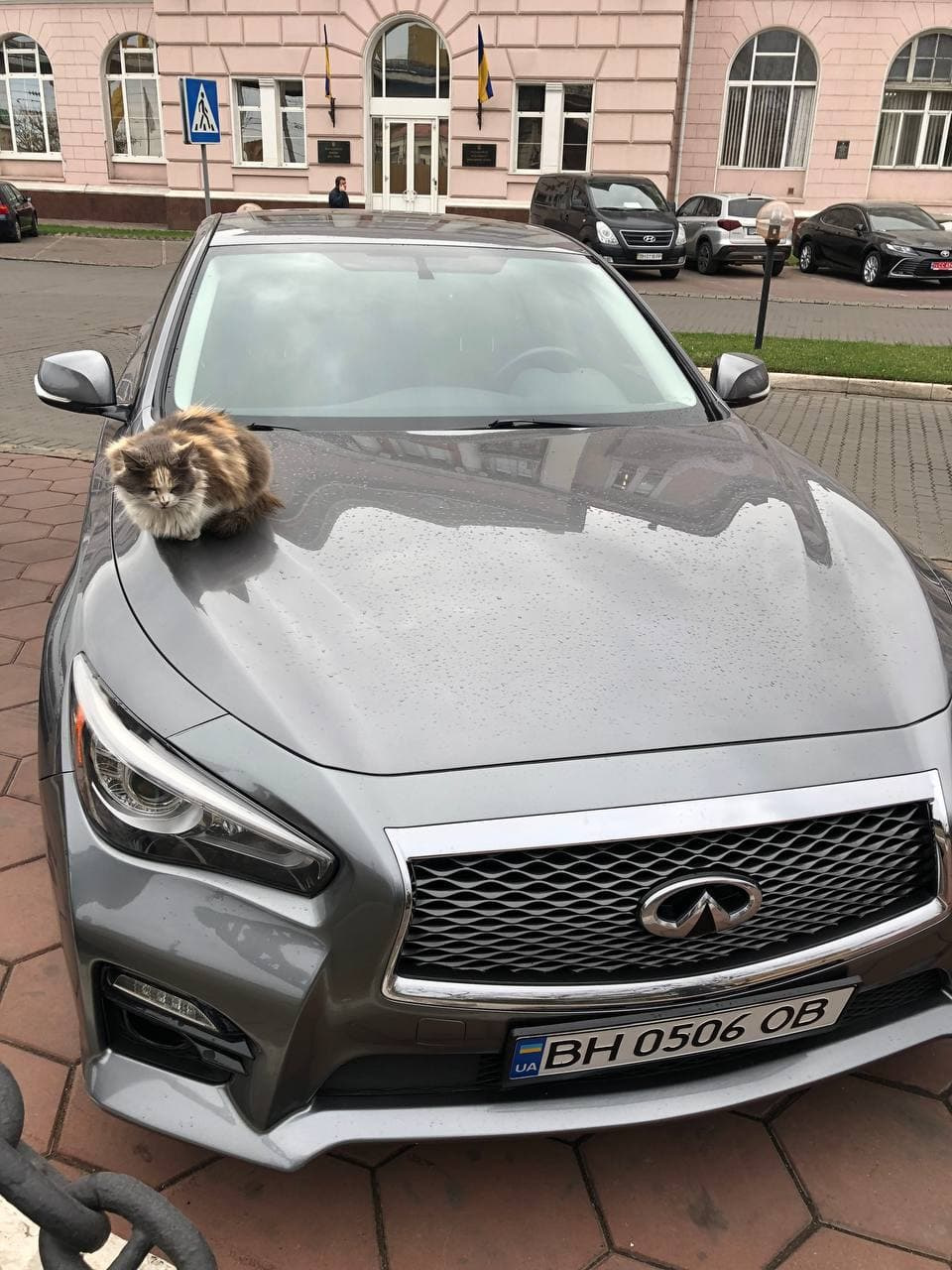 Коты пометили воздухозаборник, под лобовым стеклом… — Infiniti q50, 3,7 л,  2015 года | другое | DRIVE2