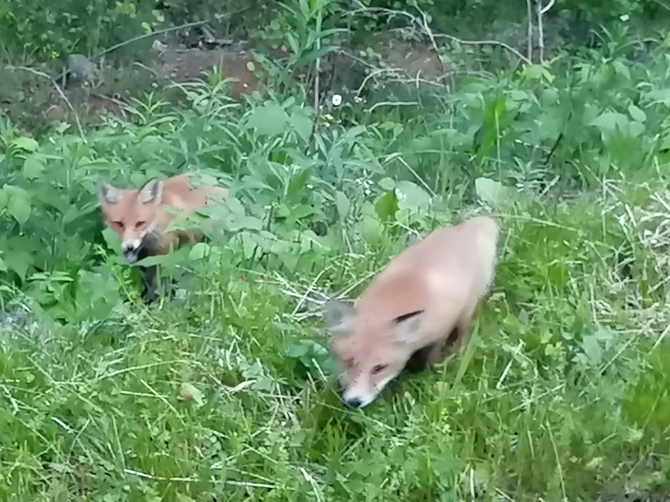 Лисята. — Сообщество «Фотоальбом Драйва» на DRIVE2