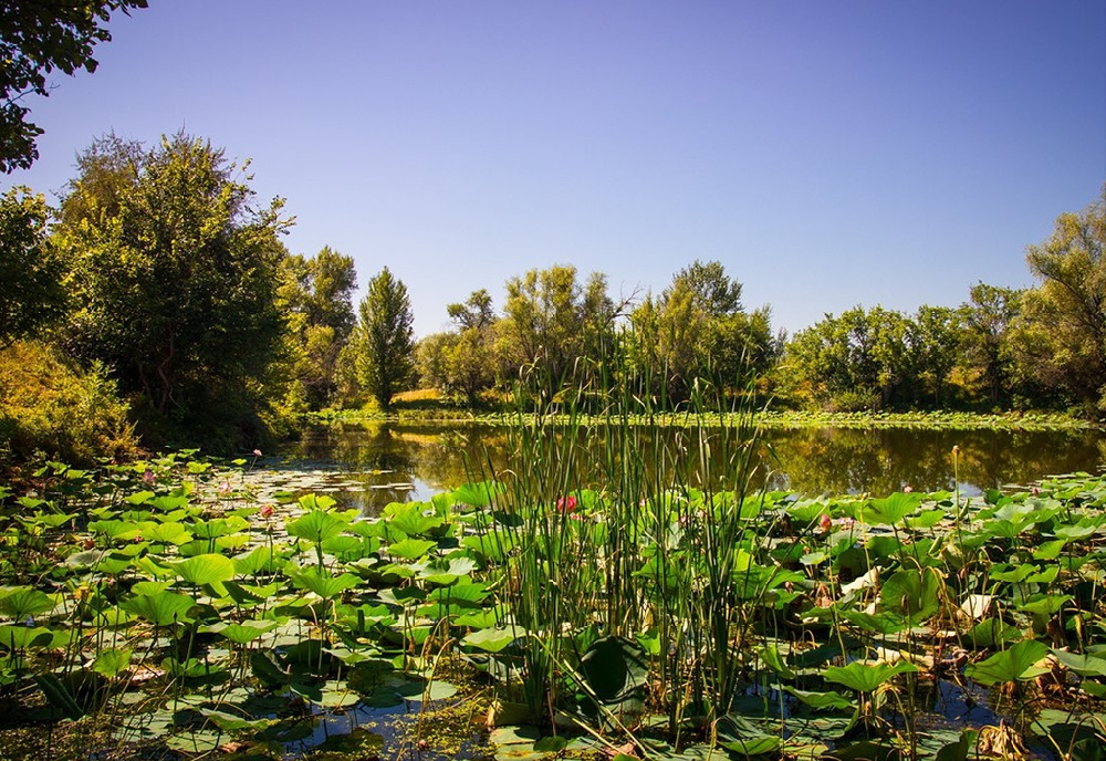 Свежие новости волго ахтубинская пойма
