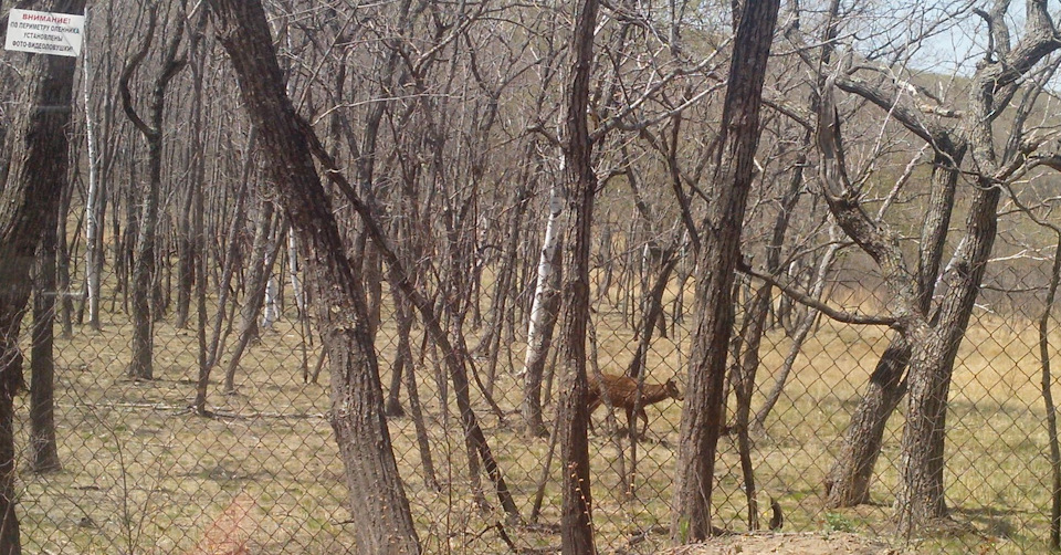 Люблю море II. — SsangYong Korando (1G), 2,3 л, 1986 года | покатушки ...