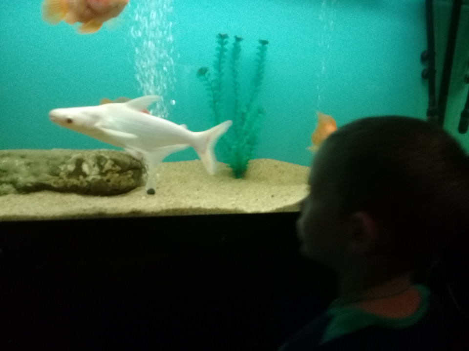 Фото в бортжурнале Chevrolet Aveo Sedan (1G)