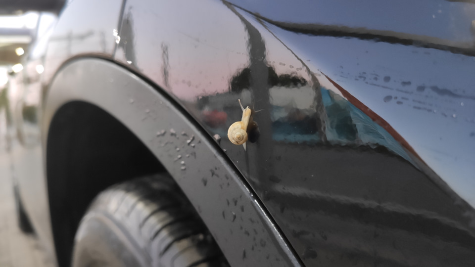 Вот такого пассажира обнаружил после мойки — BMW X1 (F48)