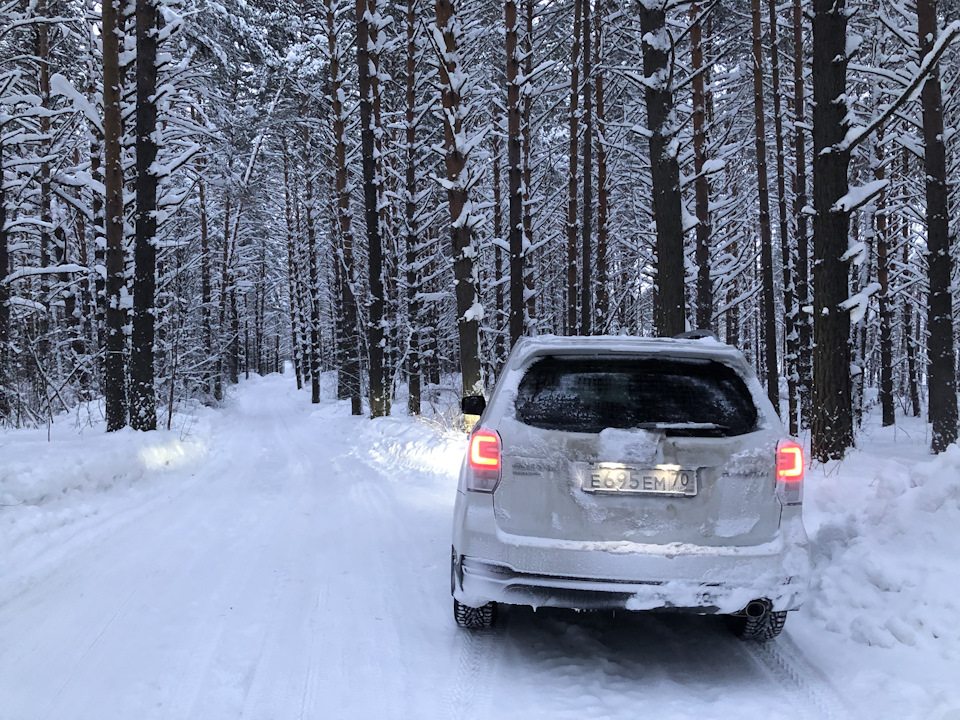 Лесник в лесу — Subaru Forester (SJ), 2 л, 2017 года | фотография | DRIVE2