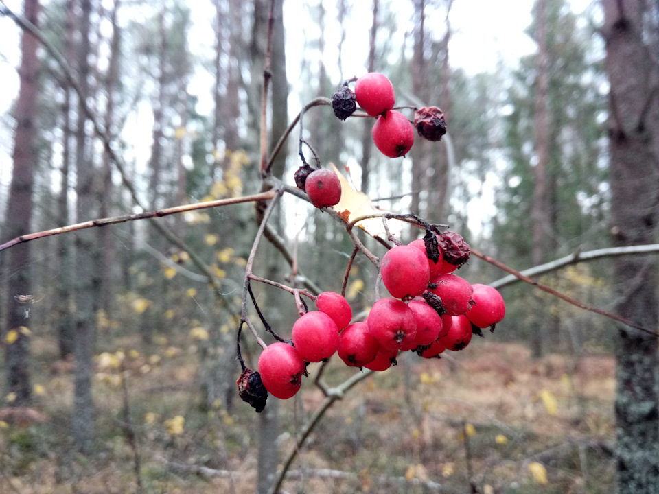 При трогании авто однократный скрипо/стук — Skoda Octavia A7 Mk3, 1,2 л ...