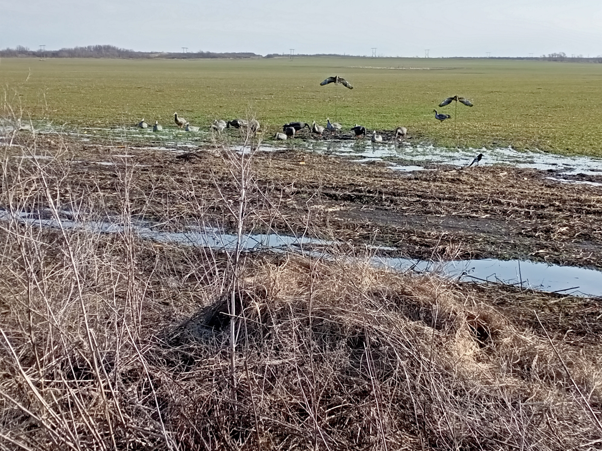 Открытие весенней охоты 2024. Охота на гуся весной на болоте.