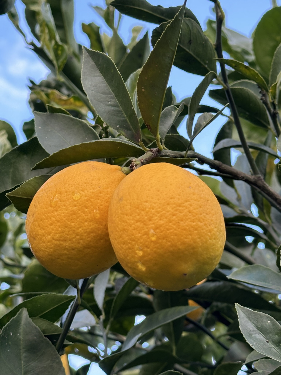 лимоны… — Audi 80 (B4)