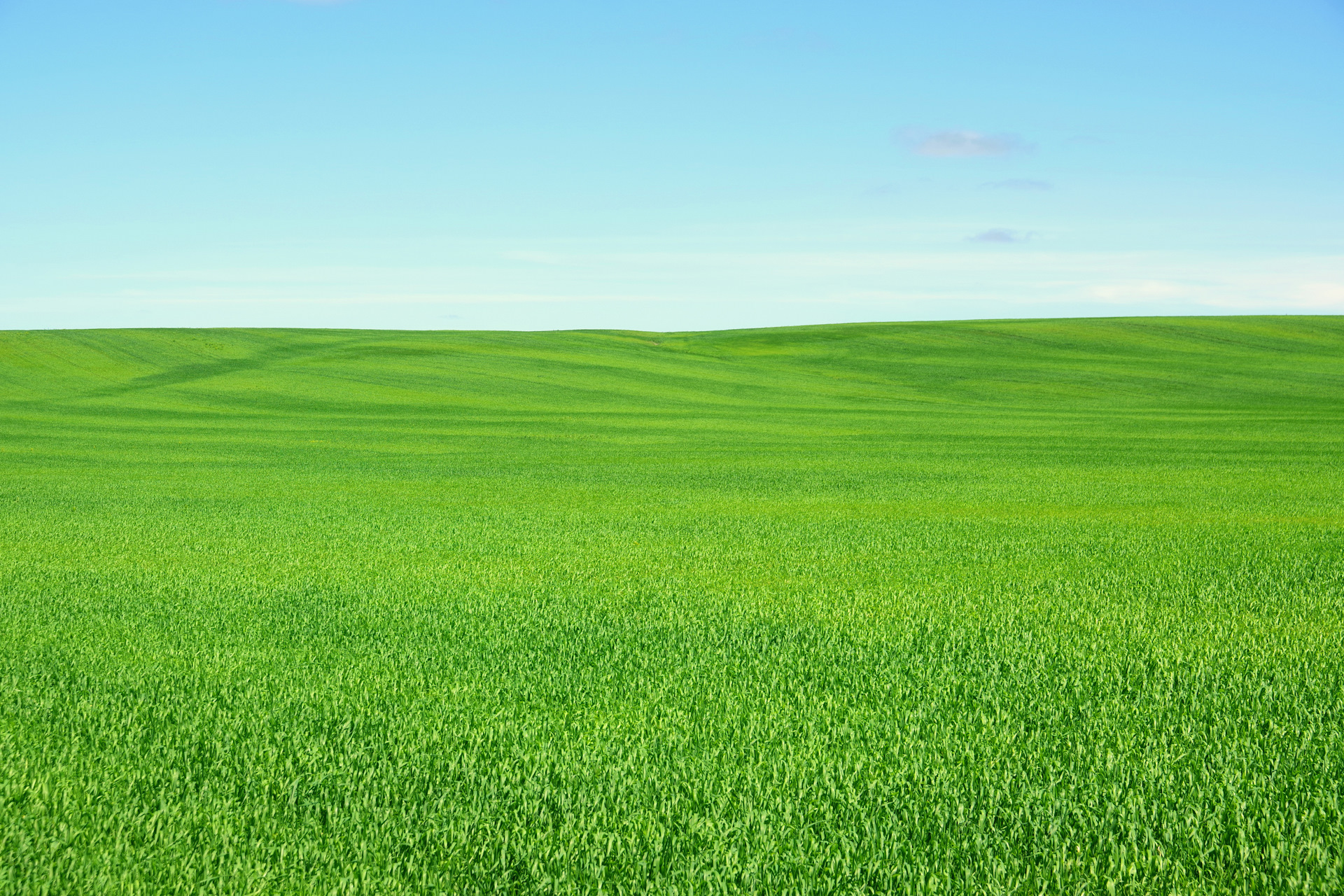 Восход над пшеничным полем. Газон и голубое небо. Трава поле. Perfect field. Штирийско-бургенландская холмистая равнина.