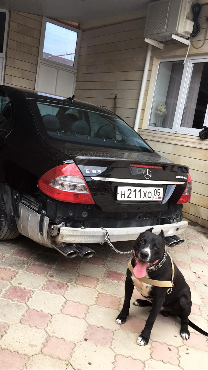 Знакомьтесь Тайсон! — Mercedes-Benz E-class (W211), 3,2 л, 2002 года ...