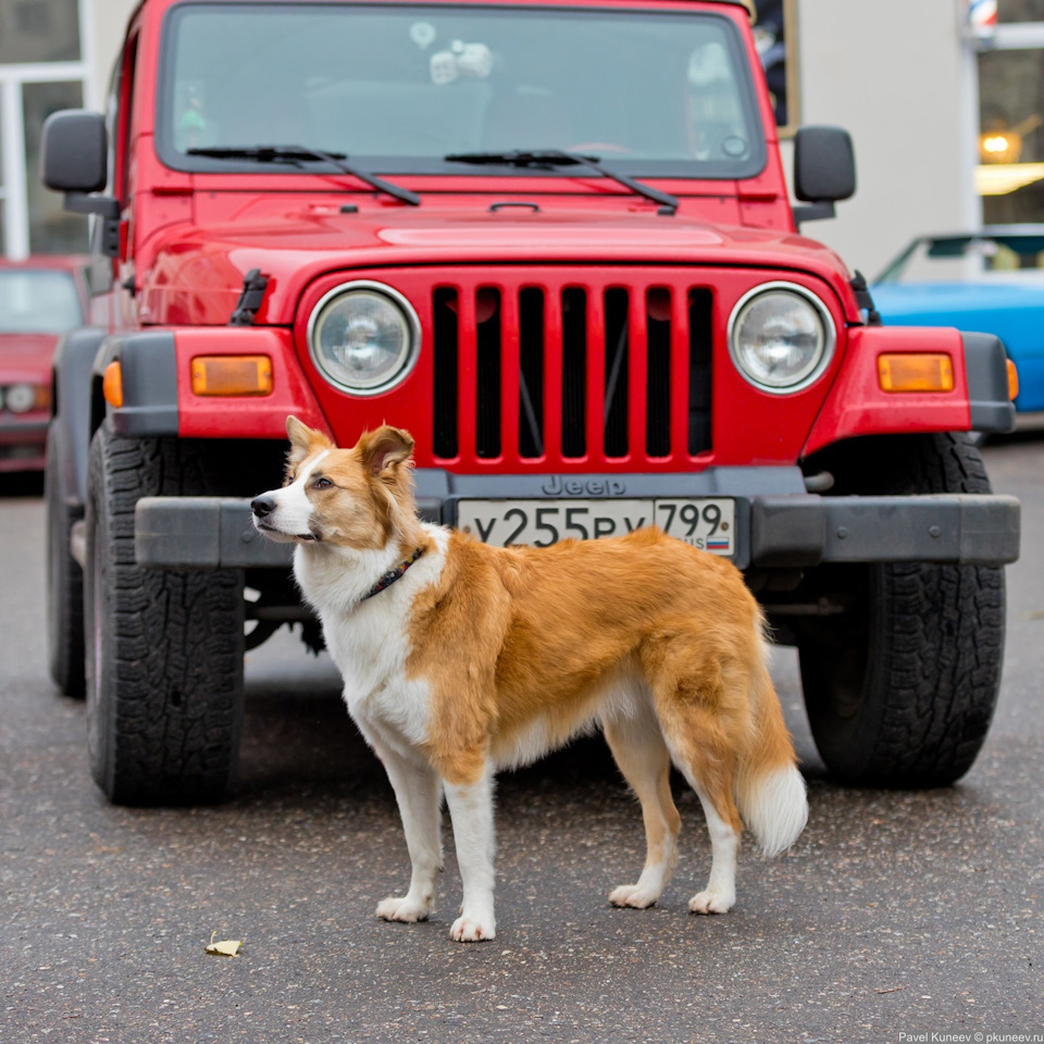 Одна собачья сила — Jeep Wrangler (TJ), 2,4 л, 2002 года | встреча | DRIVE2