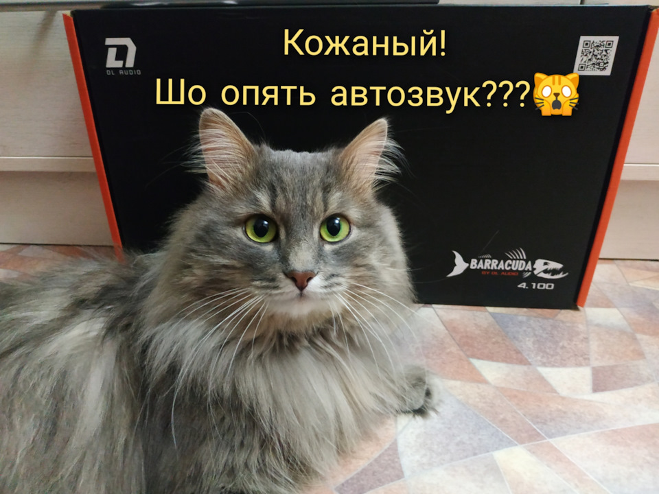 🔊Покупка усилителя компании DL AUDIO и ремонт🗜️ скола лобового стекла ...