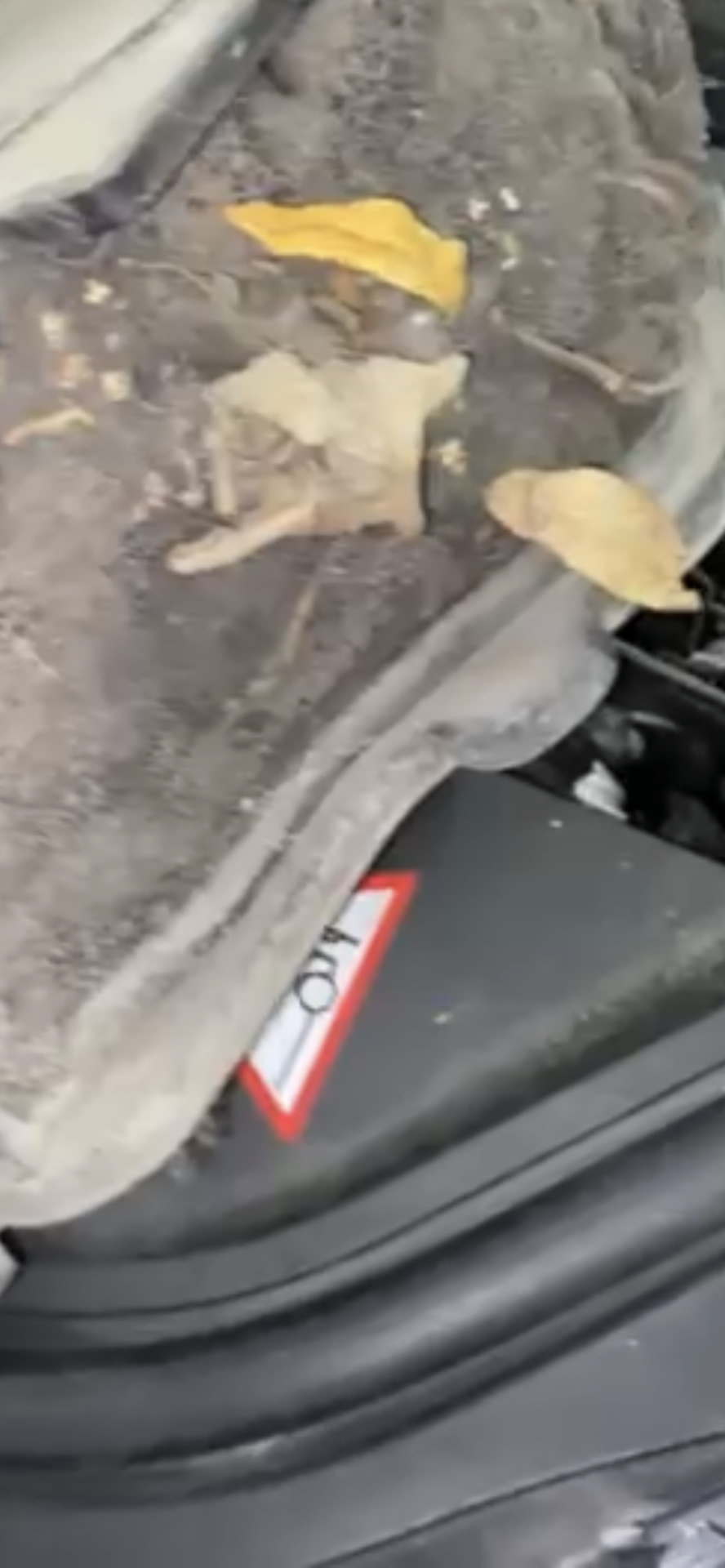 22. Чистка фильтра грубой очистки + чистка кондиционера BMW F10 530D ...