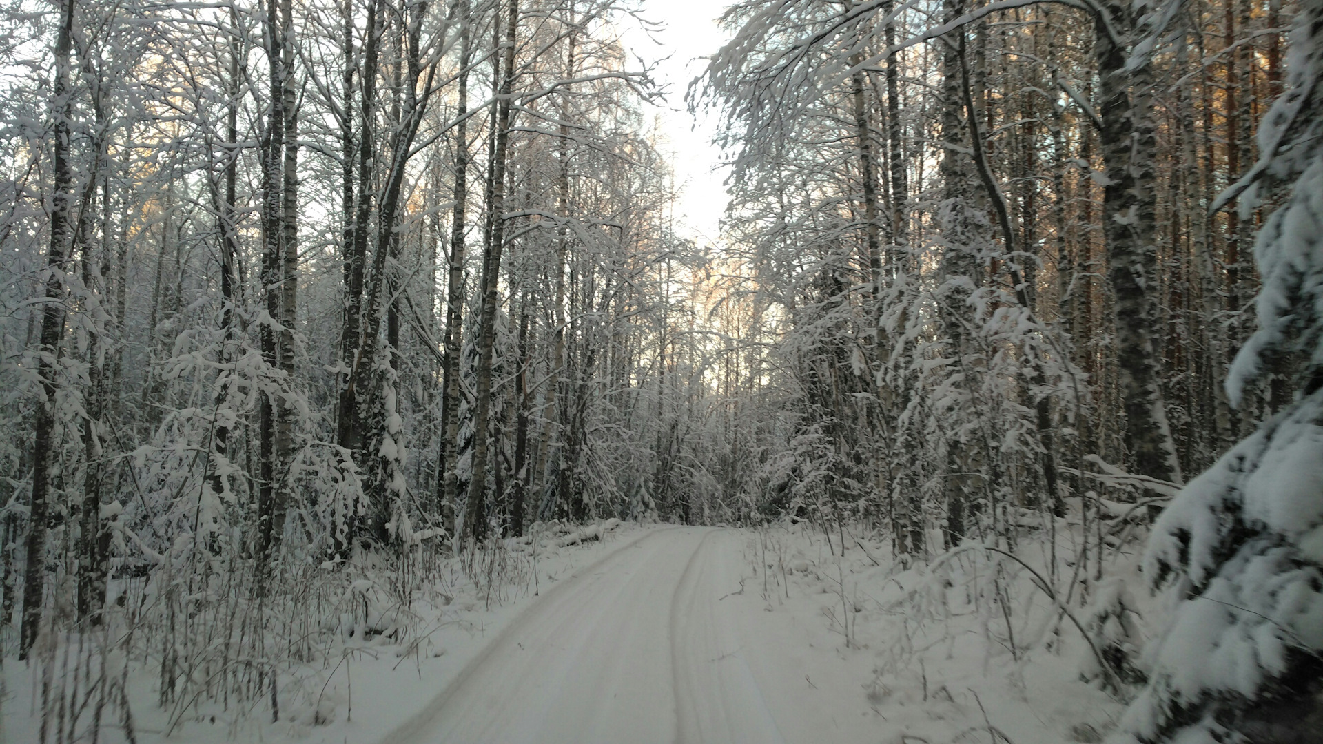 Леса Карелии зима