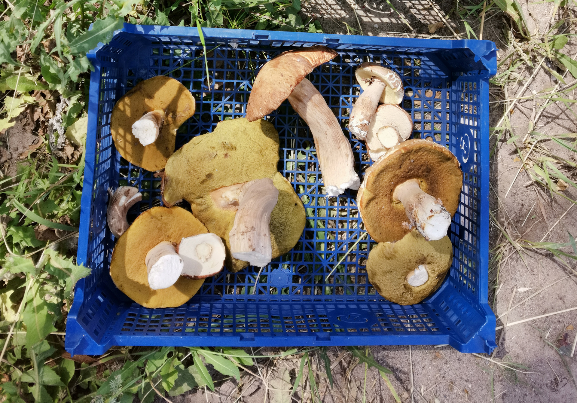 Белые грибы сбор