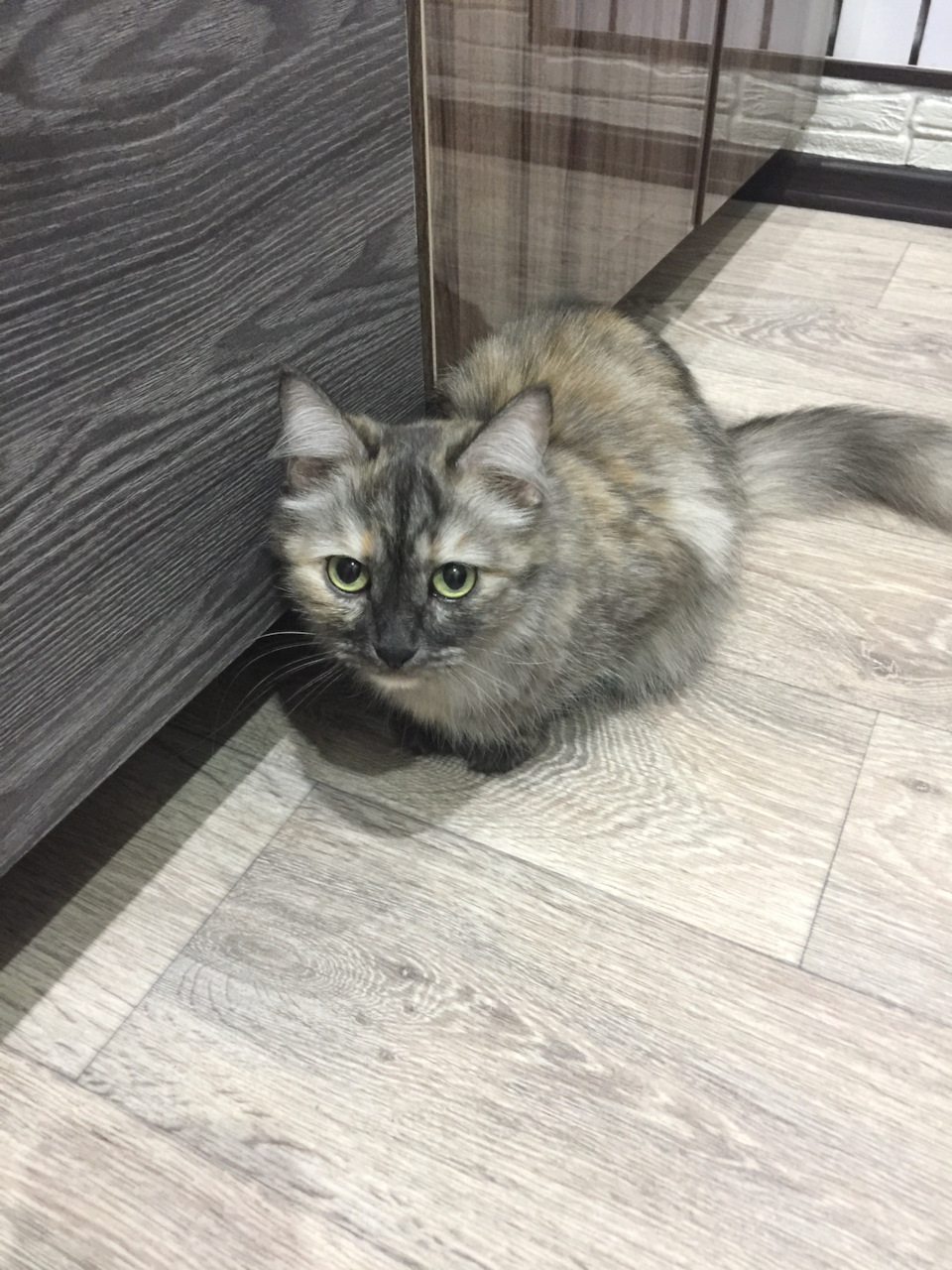 Двортерьер коты