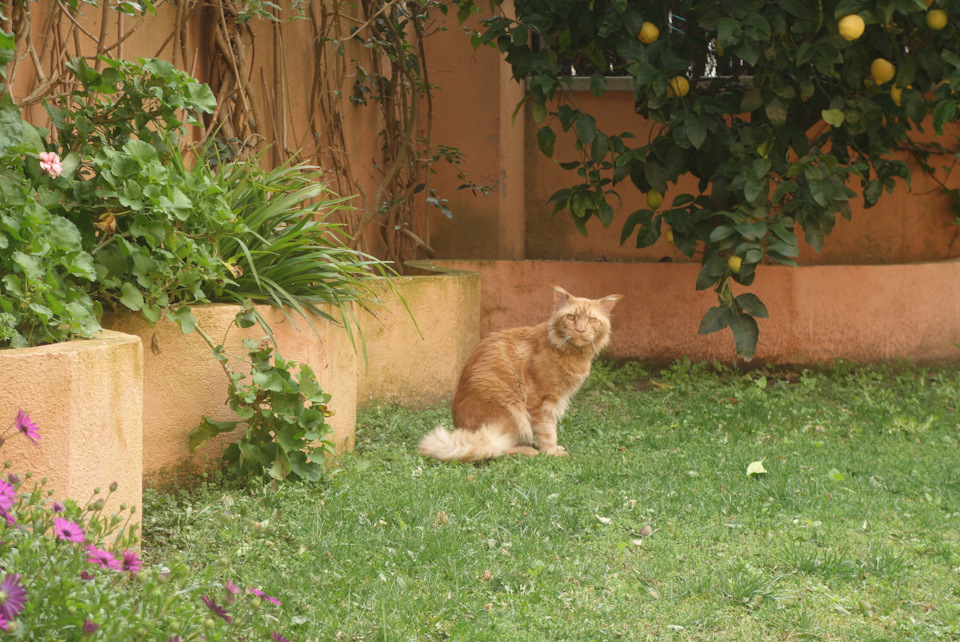 Опять запчасти? — Citroen C5 (1G)