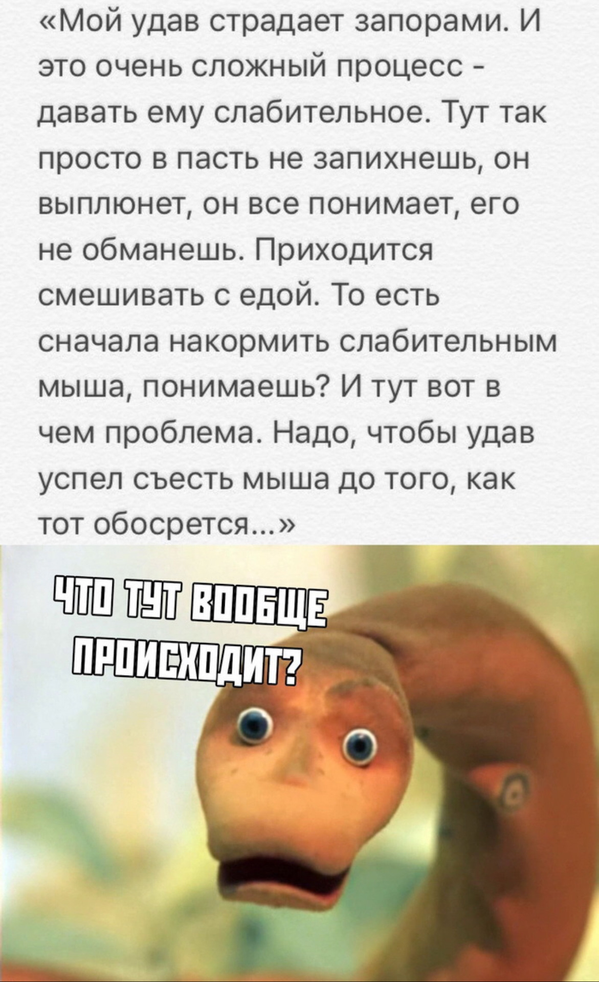 Удав происхождение слова. Анекдоты. Запор прикол. Анекдот про удава. Удав прикол.