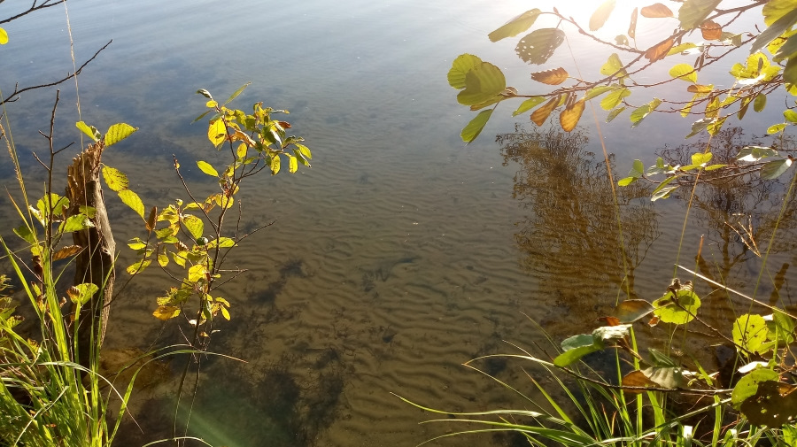 какая рыба водится в рубском озере ивановской области. Смотреть фото какая рыба водится в рубском озере ивановской области. Смотреть картинку какая рыба водится в рубском озере ивановской области. Картинка про какая рыба водится в рубском озере ивановской области. Фото какая рыба водится в рубском озере ивановской области