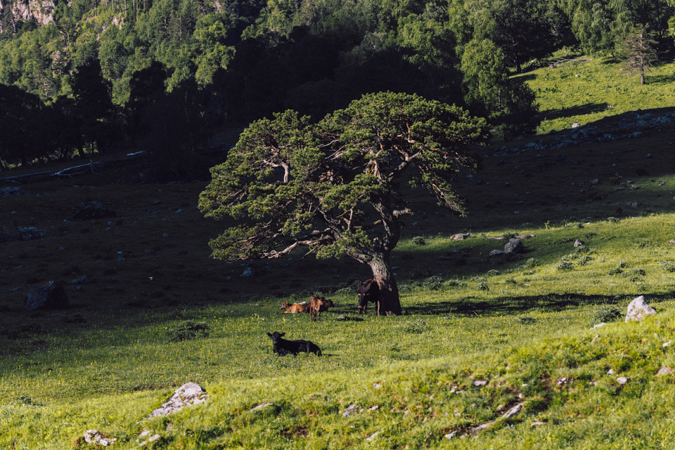 Река маруха карачаево черкессия что означает название. yC1jF L7F0h kyaIlpd5or0agog 960. Река маруха карачаево черкессия что означает название фото. Река маруха карачаево черкессия что означает название-yC1jF L7F0h kyaIlpd5or0agog 960. картинка Река маруха карачаево черкессия что означает название. картинка yC1jF L7F0h kyaIlpd5or0agog 960. Река Маруха протекает по территории туристического района Архыза в Карачаево-Черкесской республике. Река маруха карачаево черкессия что означает название. yC1jF L7F0h kyaIlpd5or0agog 960. Река маруха карачаево черкессия что означает название фото. Река маруха карачаево черкессия что означает название-yC1jF L7F0h kyaIlpd5or0agog 960. картинка Река маруха карачаево черкессия что означает название. картинка yC1jF L7F0h kyaIlpd5or0agog 960. Река Маруха протекает по территории туристического района Архыза в Карачаево-Черкесской республике.