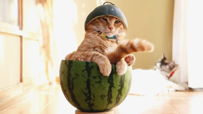Смешные ролики про котов