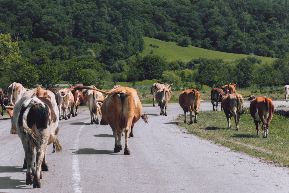 Река маруха карачаево черкессия что означает название. yFXOjt5DKA2KlpsXsR S9UZQeFg 960. Река маруха карачаево черкессия что означает название фото. Река маруха карачаево черкессия что означает название-yFXOjt5DKA2KlpsXsR S9UZQeFg 960. картинка Река маруха карачаево черкессия что означает название. картинка yFXOjt5DKA2KlpsXsR S9UZQeFg 960. Река Маруха протекает по территории туристического района Архыза в Карачаево-Черкесской республике. Река маруха карачаево черкессия что означает название. yFXOjt5DKA2KlpsXsR S9UZQeFg 960. Река маруха карачаево черкессия что означает название фото. Река маруха карачаево черкессия что означает название-yFXOjt5DKA2KlpsXsR S9UZQeFg 960. картинка Река маруха карачаево черкессия что означает название. картинка yFXOjt5DKA2KlpsXsR S9UZQeFg 960. Река Маруха протекает по территории туристического района Архыза в Карачаево-Черкесской республике.