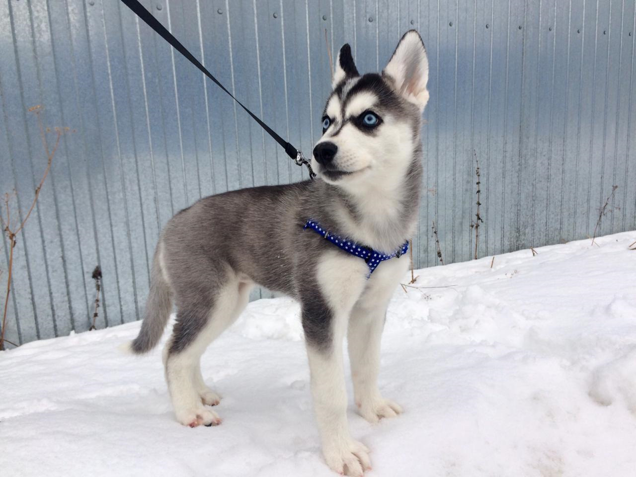 Соболь 4х4 это не только внедорожник, автодом и автобус! Он еще и ...