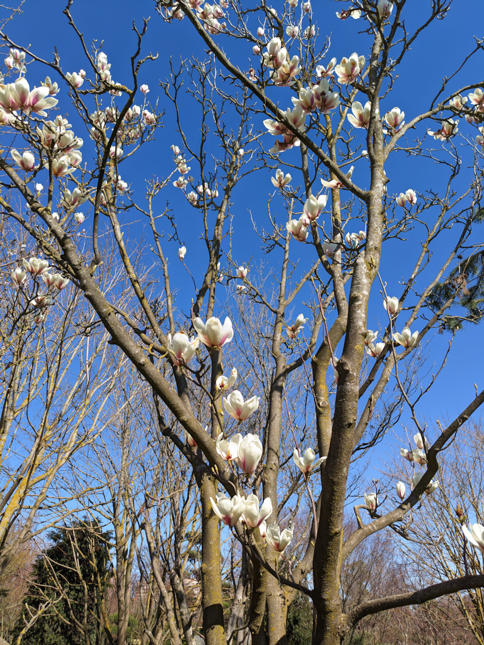 Магнолии всякие, разноцветные. Красивые. — Nissan Qashqai (2G)