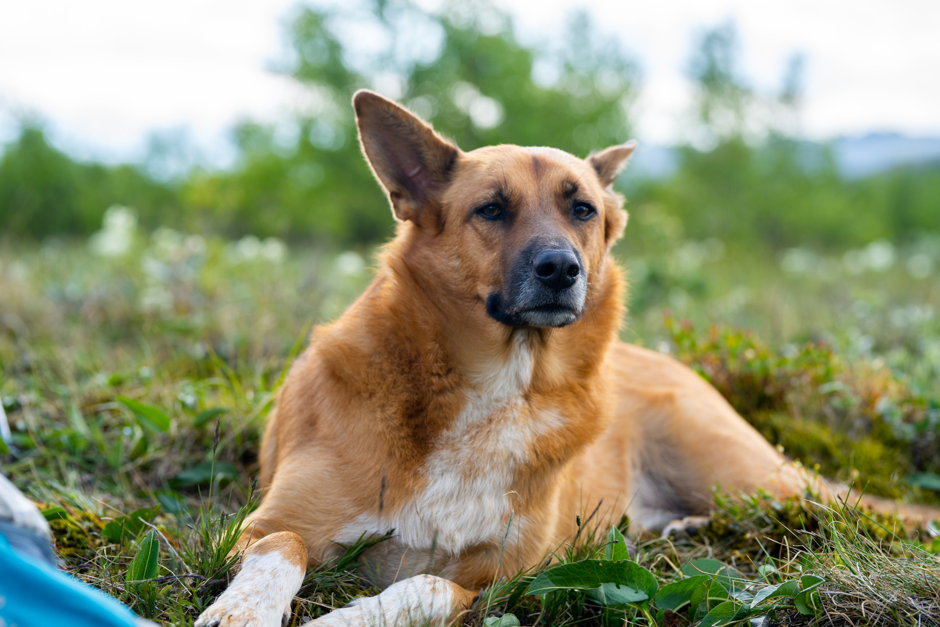 паз собака два com собака. раз собака. раз собака два. физминутка щенок. загадка про собаку для детей 4-5.