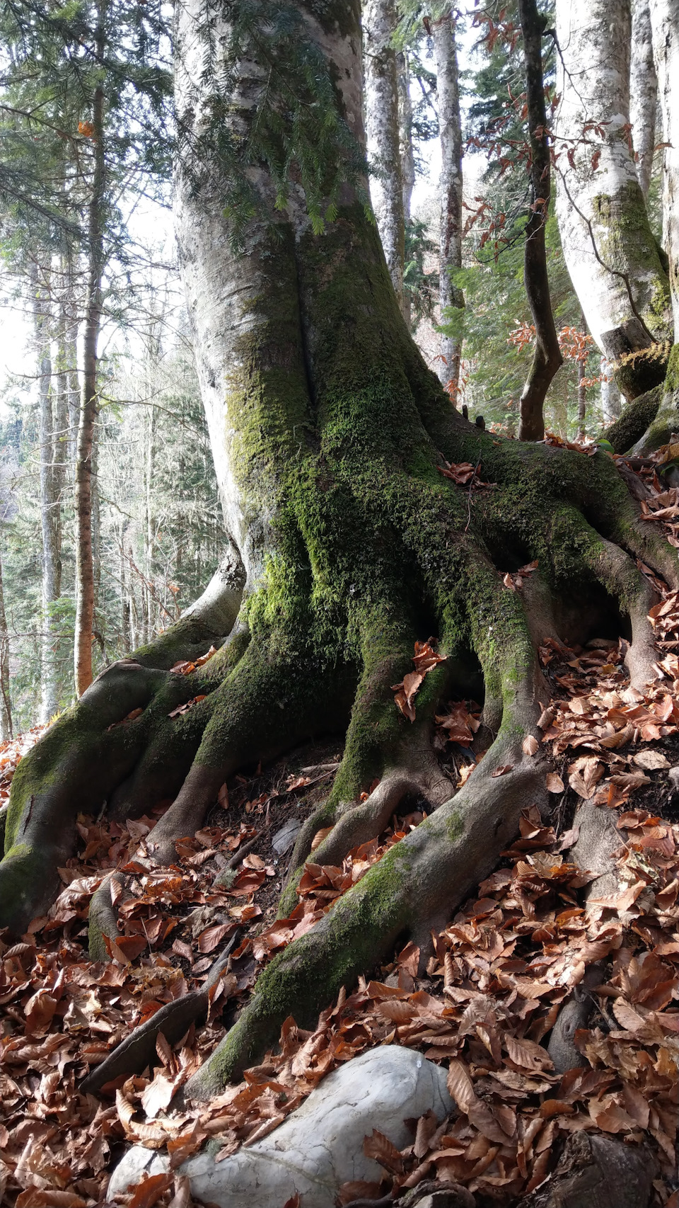 Ревизия задних тормозов, покраска тормозных барабанов. — Nissan Navara ...