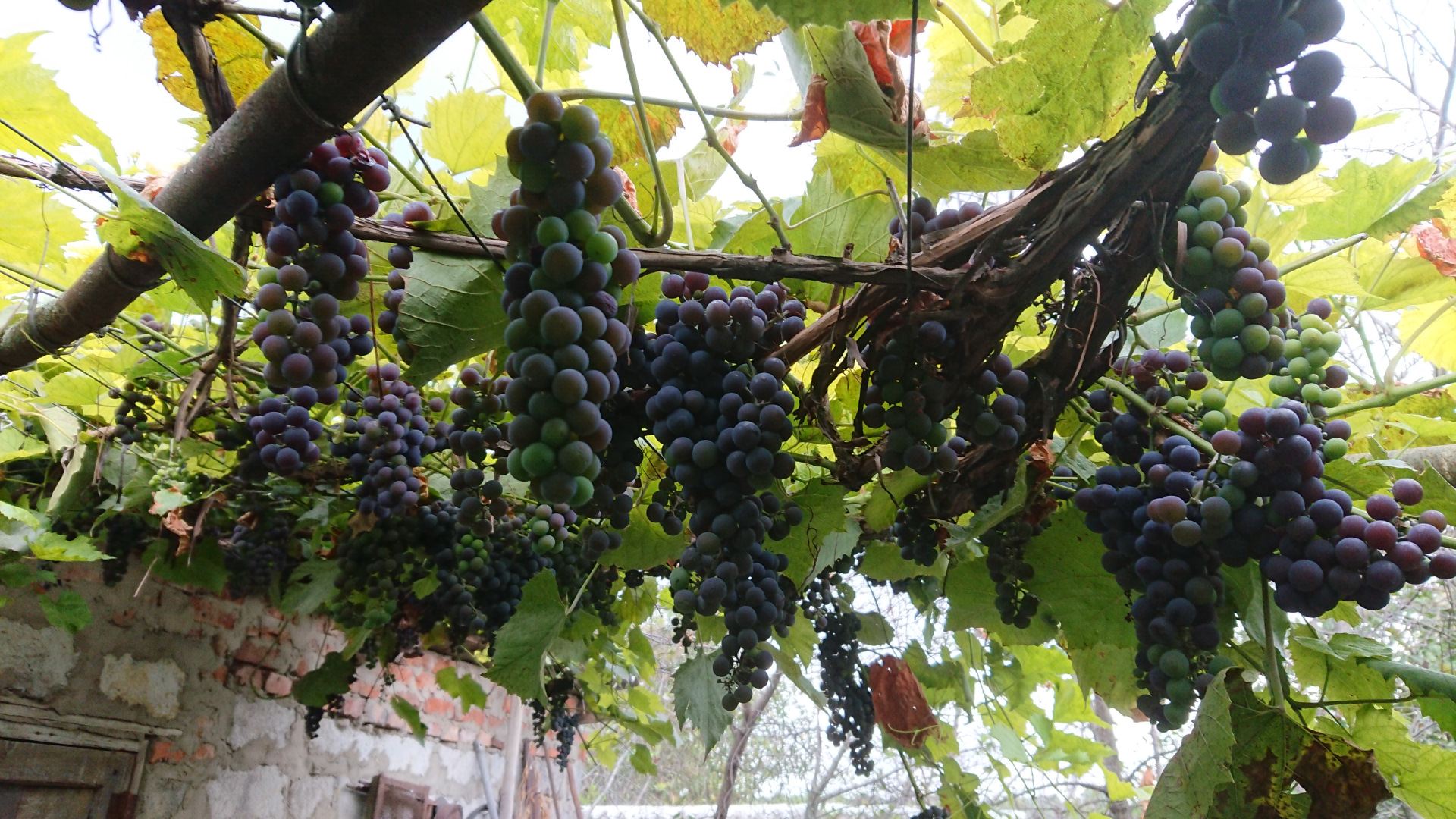 🍇Виноградный день🍷 — DRIVE2
